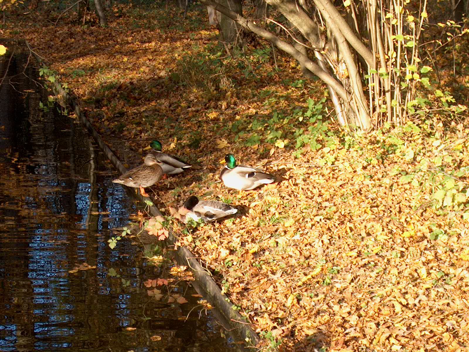 Nyphenburger Park 042 